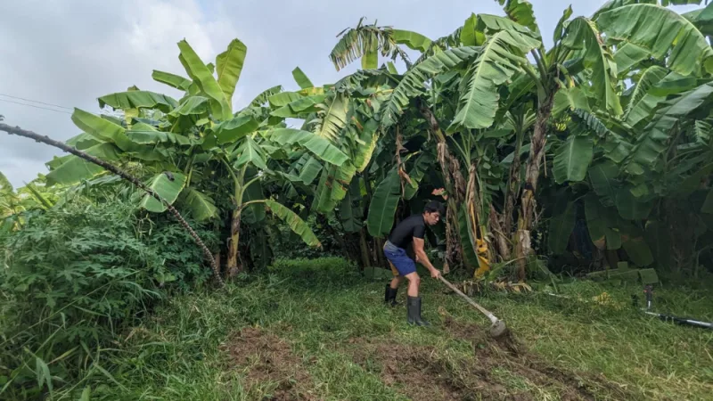 タイでお世話になったタイ人の農家をなぜか手伝っている僕